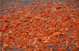 Thủ phủ cá chép đỏ Đồng Nai nhộn nhịp trước ngày ông Công, ông Táo