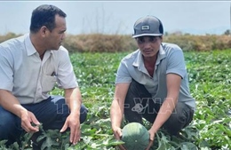 Rau, quả sẵn sàng cho thị trường Tết