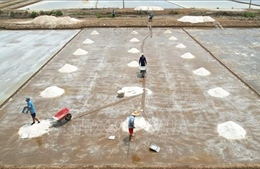 Thời tiết bất lợi, diêm dân lo vụ muối nguy cơ mất mùa