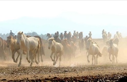 Ngựa - Những kỹ sư hệ sinh thái