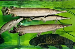 Sức khỏe của 10 bệnh nhân ngộ độc do ăn trứng cá Phúc lộc thọ đã ổn định