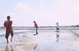 Cà Mau: Mưa trái mùa gây thiệt hại nặng cho diêm dân