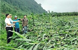 Quảng Trị: Lốc xoáy bất ngờ khiến nhiều diện tích ngô bị đổ ngã