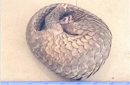 Người dân tự nguyện giao nộp tê tê quý hiếm