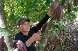 Tối ưu hóa diện tích bằng mô hình đa canh hữu cơ