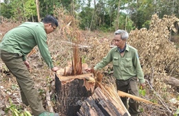 Gia Lai phát hiện hàng chục cây gỗ bị cưa hạ trái phép ở rừng phòng hộ