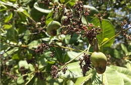 'Thủ phủ' điều Đồng Nai thiệt hại do mưa trái mùa liên tục