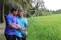 Nông nghiệp xanh tạo nền tảng phát triển ở Hùng Hòa