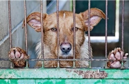 Indonesia tuyên chiến với thịt chó