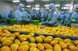 Gia cố 'nền' chuỗi giá trị cho rau quả Việt