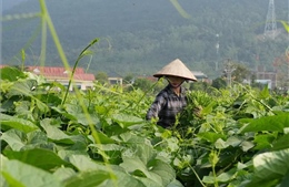 Nông dân kiếm gần 200 triệu đồng/ha nhờ trồng su su chất lượng cao