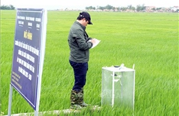 Liên kết sản xuất nông nghiệp bền vững - Bài 1: Tạo động lực nâng cao hiệu quả sản xuất