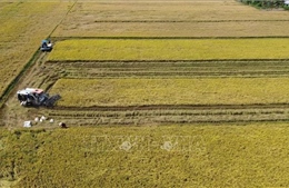 Áp lực từ thị trường và yêu cầu tái cấu trúc ngành lúa gạo