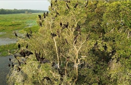 'Hồi sinh' bền vững hệ sinh thái đất ngập nước ở Vườn Quốc gia Tràm Chim