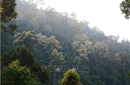 Nguy cơ cháy rừng cao trên diện rộng tại Đà Nẵng