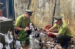 Khuyến nghị xử lý tang vật là cây, phôi cây Muội hồng bị tạm giữ