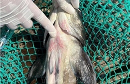 Cá bớp chết bất thường lan rộng tại Đặc khu Lý Sơn (Quảng Ngãi)