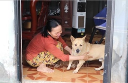 Cảnh báo nguy cơ bệnh dại khi chuyển thời tiết nắng nóng