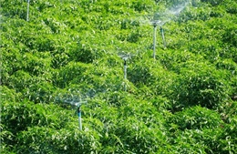Công nghệ tưới tiết kiệm giúp nông nghiệp Khánh Hòa vượt hạn