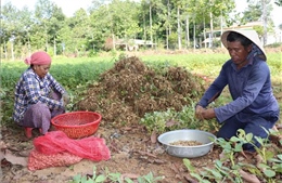 Nông dân Vĩnh Long thất thu vụ lạc