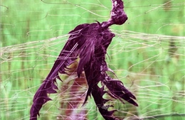 Bảo vệ quần thể chim yến trước tác động biến đổi khí hậu và nạn săn bắt