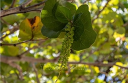 Vị ngọt 'nho biển' giữa Trường Sa