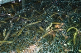 Lao đao vì hơn 100 tấn lươn thương phẩm không có đầu ra