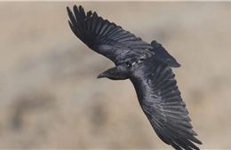 Hành vi quyết định khả năng sinh tồn của động vật hoang dã