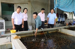 Người nuôi lươn đối mặt nhiều rủi ro khi 'neo' lươn chờ giá tăng