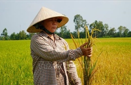 Ruộng lúa đang trổ bông bỗng dưng chết bất thường