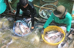 Khát vọng làm giàu từ tư duy nông nghiệp hiện đại