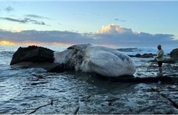 Đóng cửa nhiều bãi biển ở Sydney do cá mập ăn xác cá voi