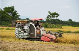 Quảng Trị chạy đua với thời tiết thu hoạch 55.000 ha lúa Đông Xuân