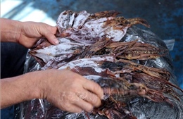 Trúng mùa mực, ngư dân hăng hái vươn khơi