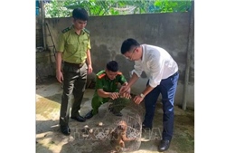 Thả 1 cá thể khỉ mặt đỏ quý hiếm về môi trường tự nhiên