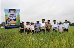 Bắc Ninh xem xét đưa giống lúa Ngọc Nương 9 vào cơ cấu hỗ trợ