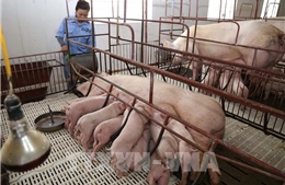 Giải pháp vi sinh mở hướng đi mới cho chăn nuôi xanh tại Việt Nam