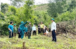 Lâm Đồng triển khai thu hồi đất lâm nghiệp bị lấn chiếm trái phép