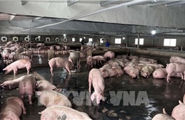 FAO cảnh báo hậu quả lạm dụng kháng sinh trong chăn nuôi