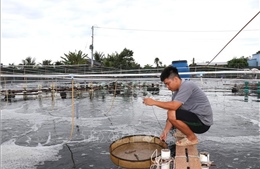 Giá tôm thẻ chân trắng giảm sâu