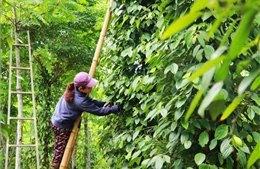 Giá trị kép từ sản xuất hồ tiêu hữu cơ