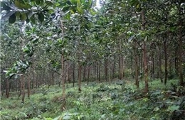 Tín dụng xanh mở đường nông nghiệp bền vững