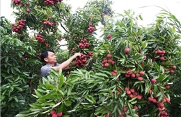 Vải thiều được giá, người trồng phấn khởi dù sản lượng giảm hơn 50%