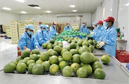 Vĩnh Long: Mở rộng diện tích bưởi da xanh cho thị trường xuất khẩu