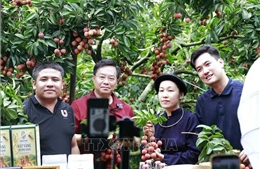 Livestream và thương mại điện tử đưa vải thiều đạt doanh thu kỷ lục