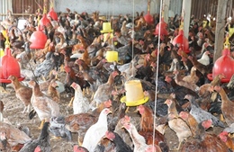 Giá gà thịt tiếp tục giảm, người nuôi lỗ nặng