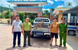 Quảng Trị: Tiếp nhận nhiều động vật hoang dã quý hiếm