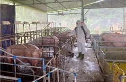Chăn nuôi duy trì tăng trưởng trước áp lực dịch bệnh gia tăng