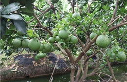 Sắp ban hành nghị quyết tháo gỡ vướng mắc về cấp mã số vùng trồng