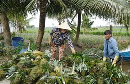 Nhà vườn thu lợi lớn nhờ giá nông sản nghịch vụ tăng mạnh